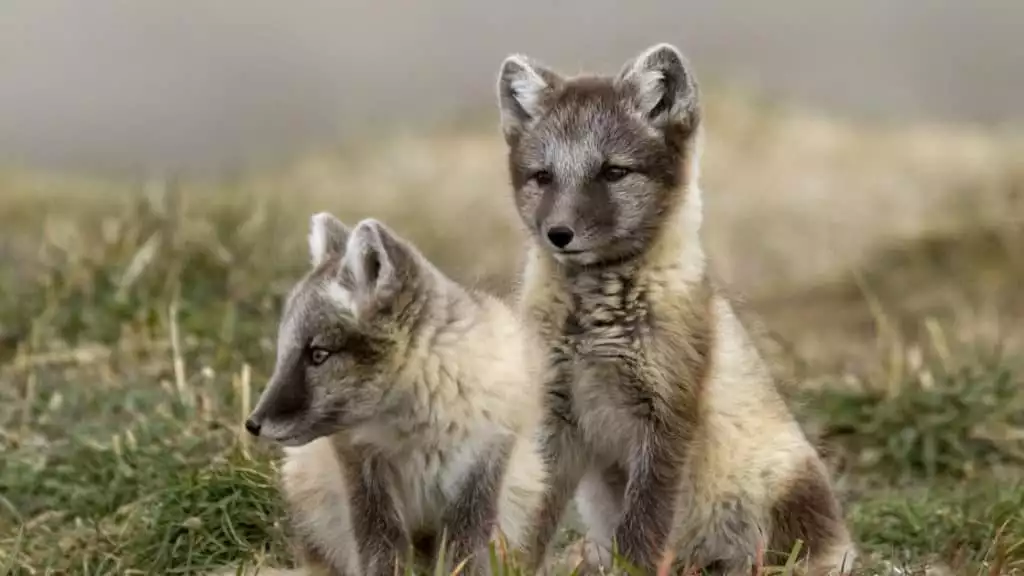 Photo by: Weber Arctic
