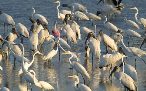 Belize water birds standing in the water