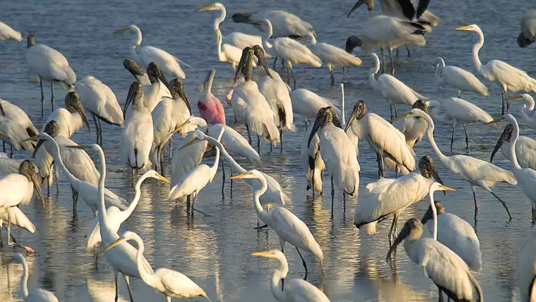 Belize water birds standing in the water