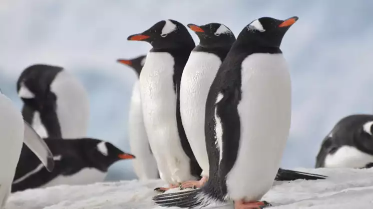 A penguin family group seen during a Classic Antarctic trip aboard the Ushuaia seen resting before returning to the waters
