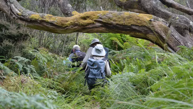 Tasmania cruise travelers in hiking gear & sun hats carry day packs through dense ferns & under long, mossy tree branches.