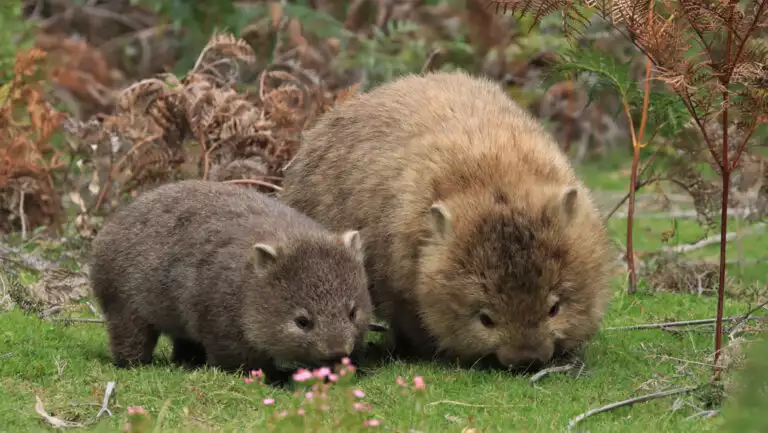 Mother & baby wombats with brown fur & rounded bodies feed on green grass, seen on a Tasmania small ship cruise.