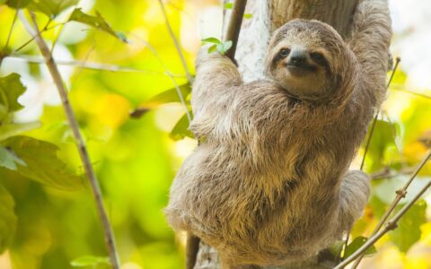 Sloth with gray fur hangs from a slim tree branch with bright green, sunlit leaves behind, seen in Costa Rica.