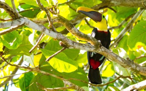 Toucan with black, red & yellow feathers sits on a slim tree branch with bright green, sunlit leaves behind, seen in Costa Rica.