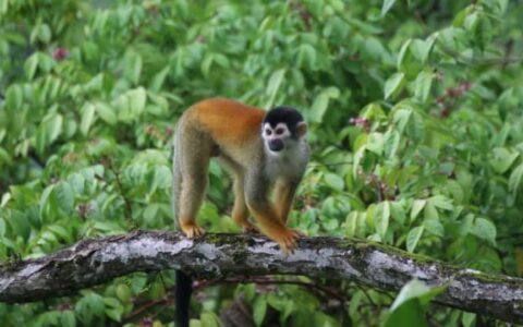 small monkey on tree on costa rica coast to coast trip