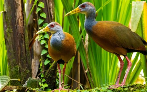 Exotic birds with long red legs, caramel-colored bodies & light blue necks & heads stand on the forest floor in Costa Rica.