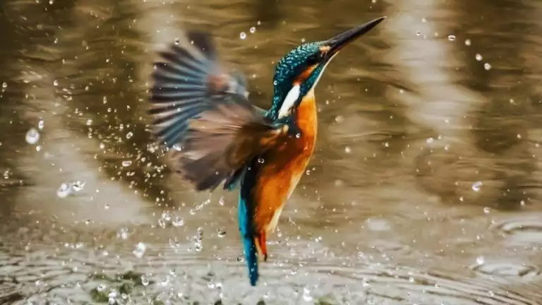 A beautiful blue and orange bellied hummingbird is seen here bathing in the river while with Delfin I Amazon River Cruise in Peru