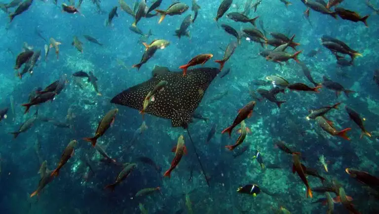 Manta ray with black spots swims in turquoise water among multicolored smaller fish, seen snorkeling on a Galapagos Safari.