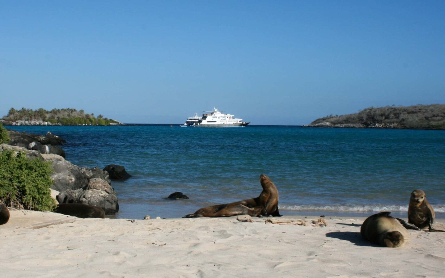 sea lions relaxing on a white sand beach with blue water behind them as a galapagos small ship cruises in the distance