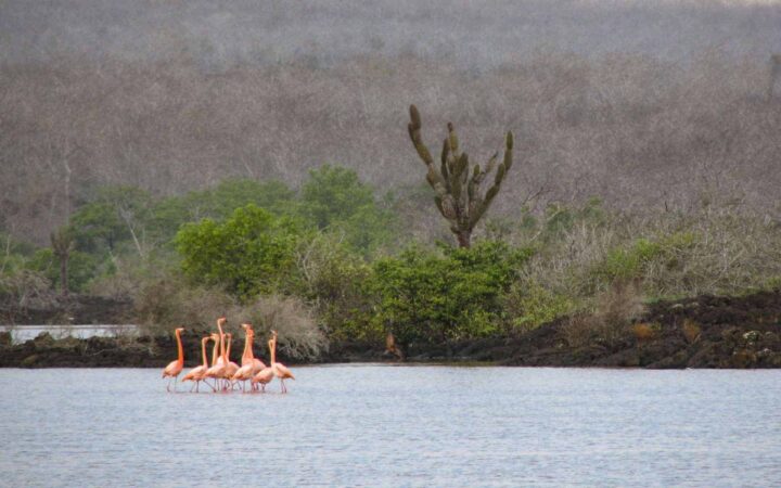 A group of pink flamingos in the Galapagos standing in a huddle in the bay.