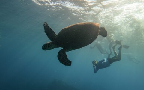 An underwater photo of a male snorkeler diving down with fins swimming near a sea turtle during a Hawaiian seascapes cruise.