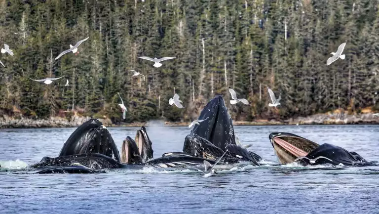 Seen on the Inside Passage Sojourn cruise a pod of humpback whales feed at the surface of the water as sea gulls fly around them.