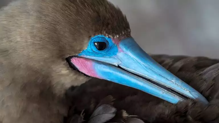 Red-footed booby bird with bright blue beak preens its ash-colored feathers, seen on an Origin, Theory & Evolve Galapagos cruise.