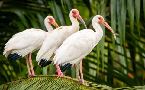 3 white crane birds with long pink beaks stand in a line on top of a palm frond, seen on the Pacific Costa Rica tour.