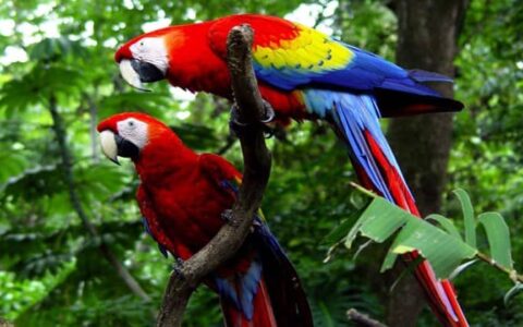 two scarlet macaws in trees on pacific costa rica land tour
