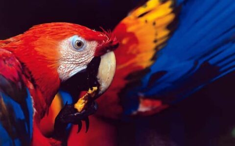 amazon macaw parrot with vibrant red yellow and blue feathers cleaning itself with a dark background behind it