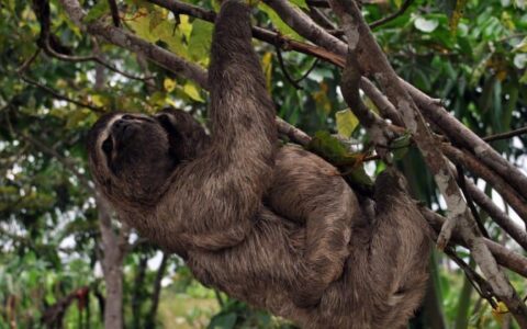a mother sloth carries a baby through the amazon jungle canopy