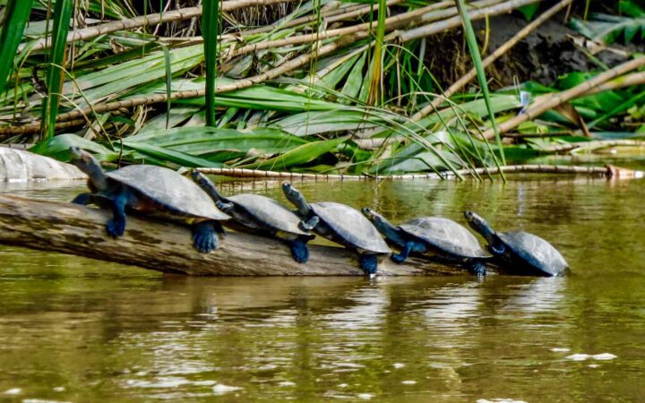 turtles line up on a log sticking out of the river in the amazon jungle