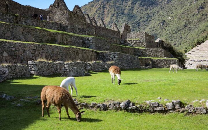 llamas graze on green grass next to the giant steps of machu picchu on a sunny day during the peru highlights trip