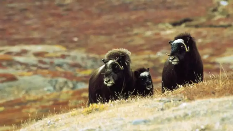 3 musk oxen with dark brown fur & large horns stand on a hillside among beige & red tundra on the Scoresby Sund Aurora Borealis voyage.