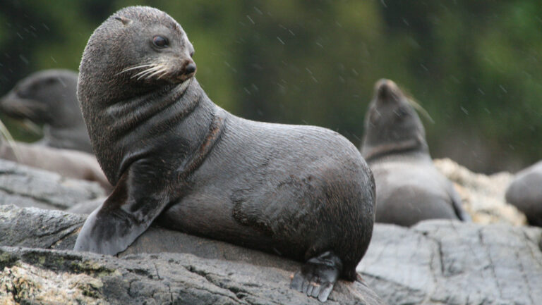 Young sea lion with gray fur sits among siblings on a rocky outcrop on a rainy day in New Zealand.
