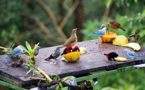 several colorful birds eating fruit on platform on tropical volcano & cloud forest trip