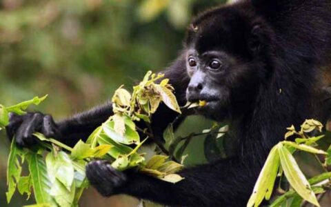 howler monkey eating on tropical volcano & cloud forest trip in costa rica