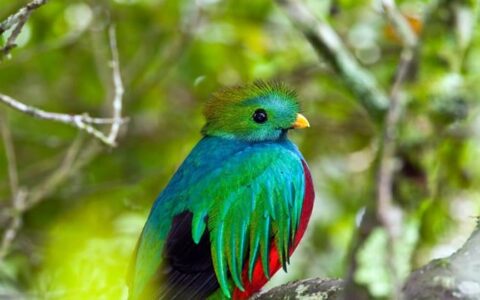 green, blue and red bird on tropical volcano & cloud forest land tour in costa rica