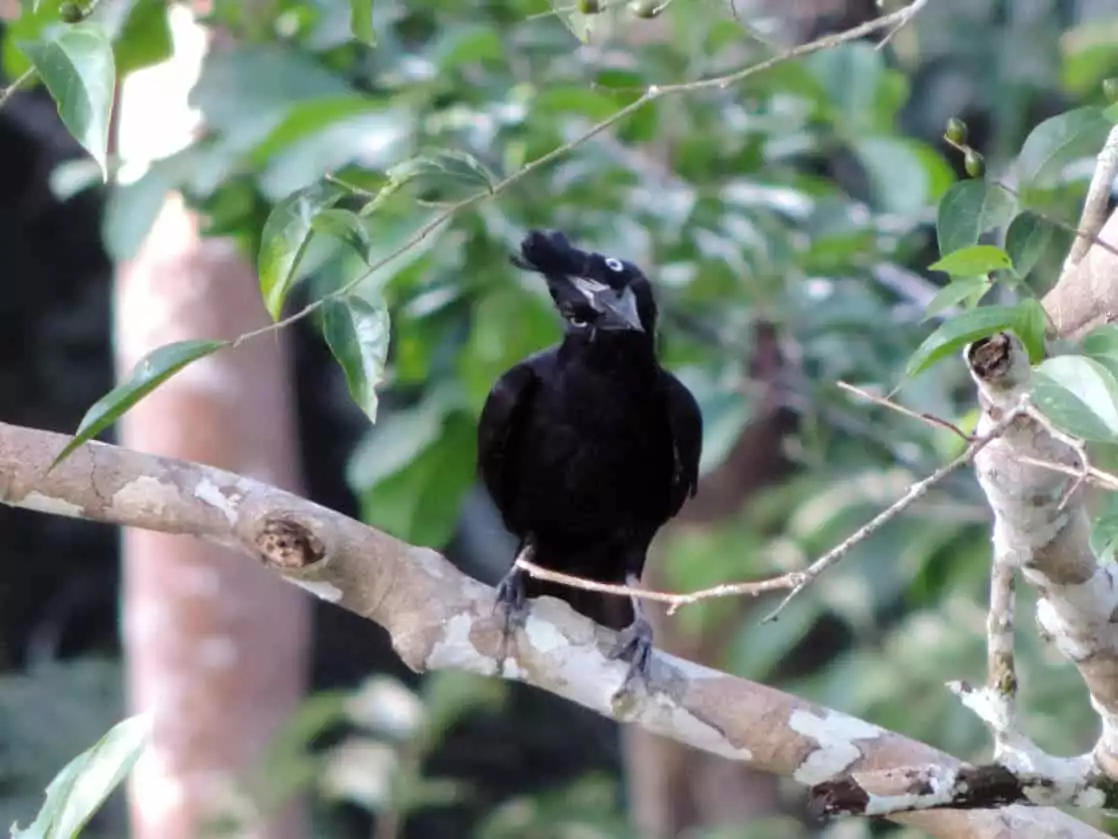 Amazon black bird with its head cocked to the side perched on a tree branch.