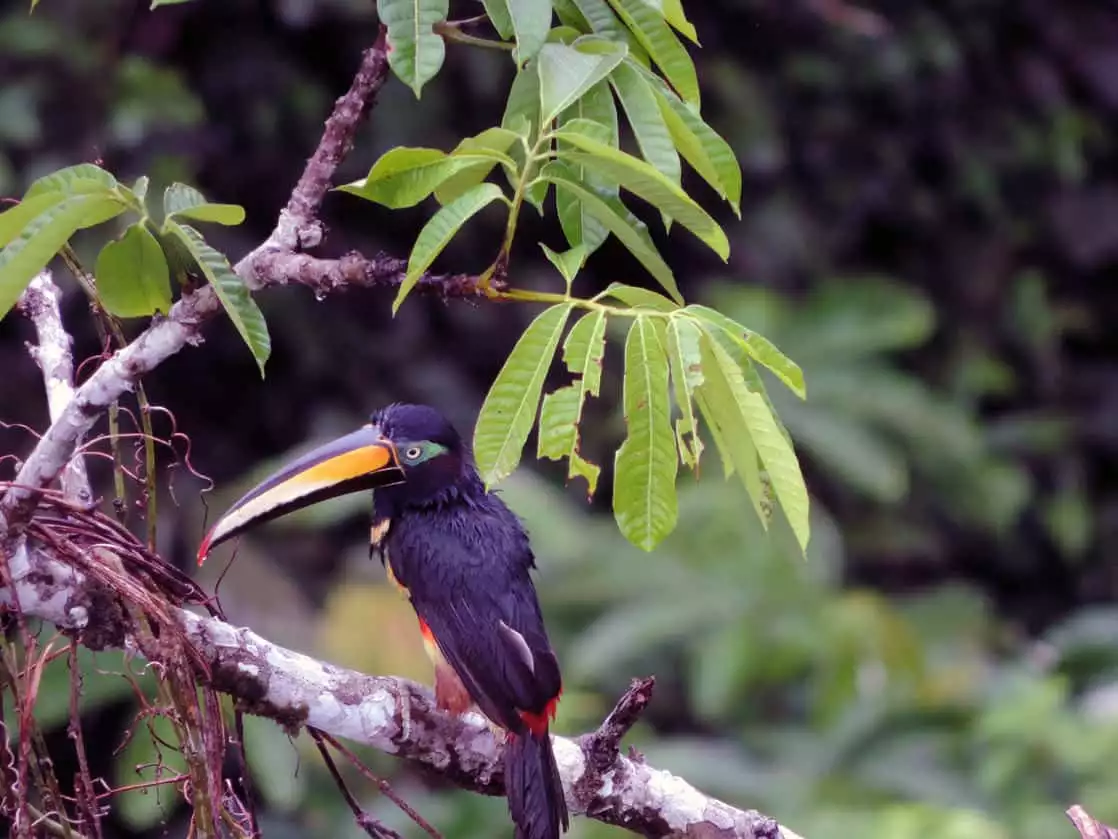 A yellow billed toucan perched on a branch in the Amazon jungle.