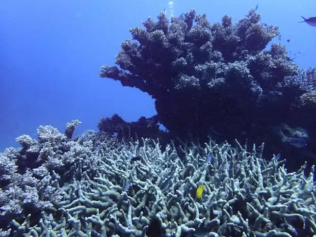 The Great Barrier Reef coral and fish.