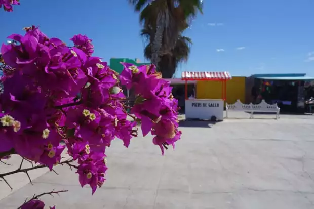 Purple bougainvillea in front of Baja stands in a courtyard.