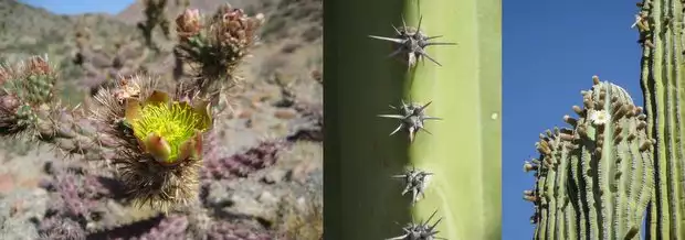 Cacti yellow flower and green tall cardon cactus.