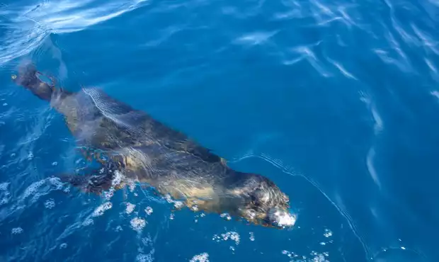 A small seal swimming in the blue waters of Baja.