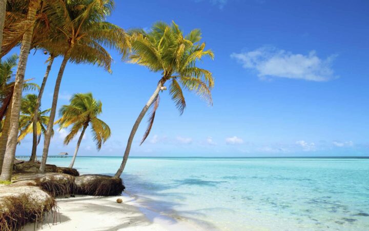 showcasing the belize climate with warmth year round, a white sand beach with blue skies, palm trees and turquoise water