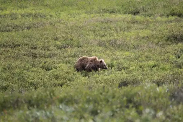 A bear walking in the tundra in Alaska. 