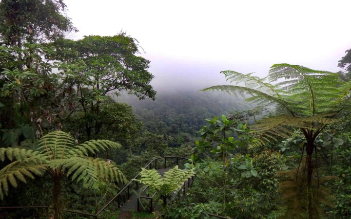 showcasing the ecuador climate overlooking the amazon jungle canopy on an overcast day with lush green trees below disappearing into the mist