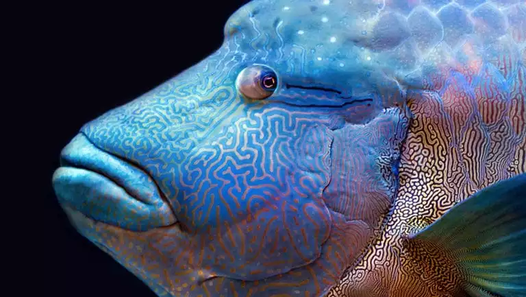 Maori wrasse multi-colored fish seen on a Great Barrier Reef cruise.