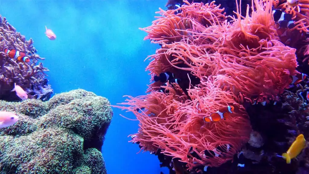 Small tropical fish swim near bright pink sea anemones & green coral in bright blue waters during the Great Barrier Reef Cruise.