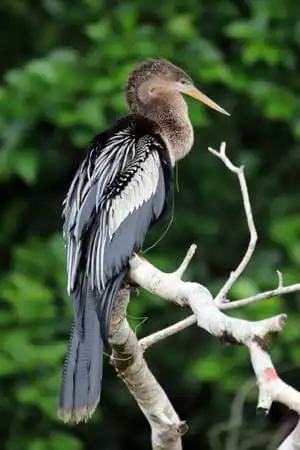 Costa Rican bird perched on a branch in the rainforest.