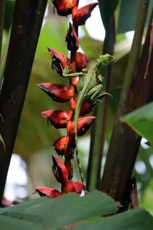 Small green lizard crawling on a orchid.