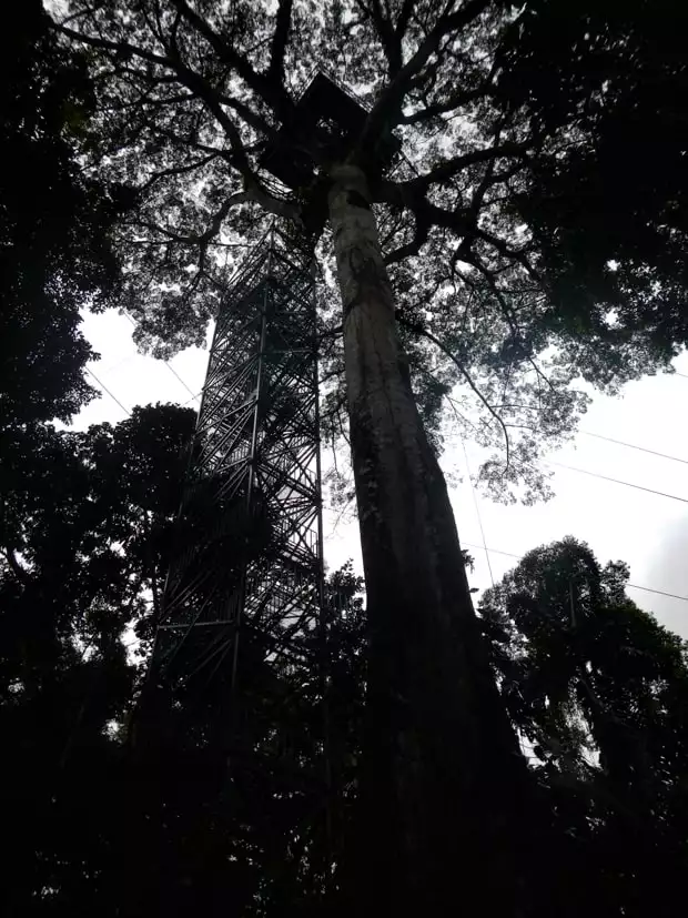 View from the jungle floor of the wooden staircase to the top of a tree with a viewing deck in the Amazon.