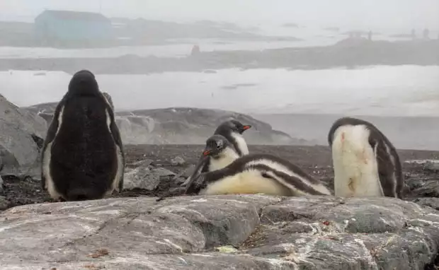 4 penguins on shore seen from a small ship tour in Antarctica. 
