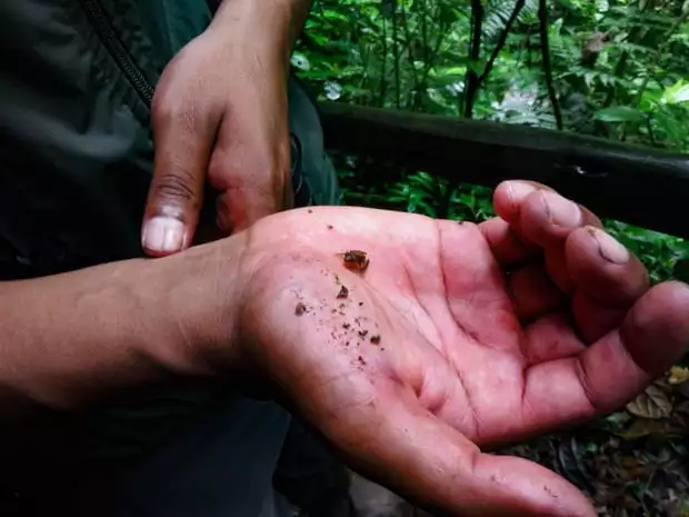 A Mashpi guide holding a tiny frog.