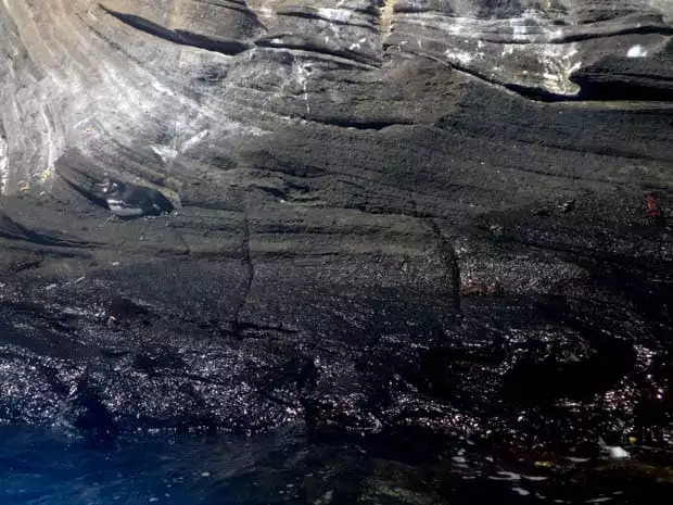 Single Galapagos penguin sitting on a granite shoreline.