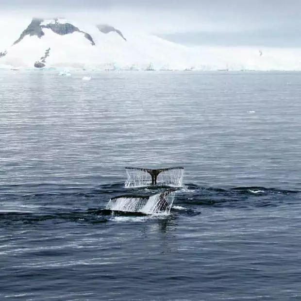 Two whale tails seen from a small ship in Antarctica. 