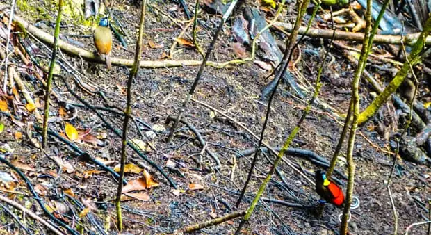 Bird of Paradise seen on an excursion from a small ship cruise in Raja Ampat Indonesia. 