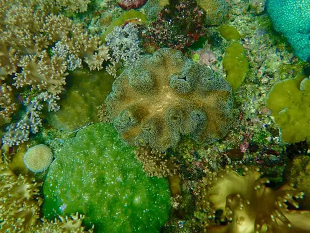 Colorful coral seen on a snorkeling excursion from a small ship cruise in Raja Ampat Indonesia. 