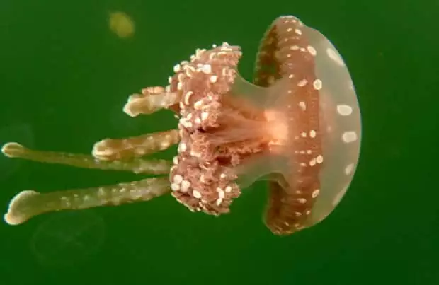 Up close jellyfish seen in the water on a snorkeling excursion from a small ship cruise in Raja Ampat Indonesia.