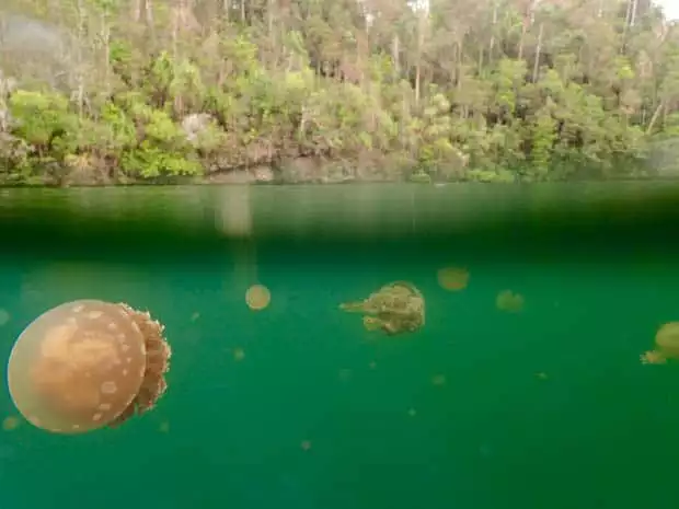 Jellyfish seen in the water on a snorkeling excursion from a small ship cruise in Raja Ampat Indonesia.